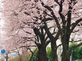 桜a2